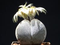 Thumbnail of 1769_Astrophytum myriostigma Onzuka V-Form_20140613_03(1).JPG